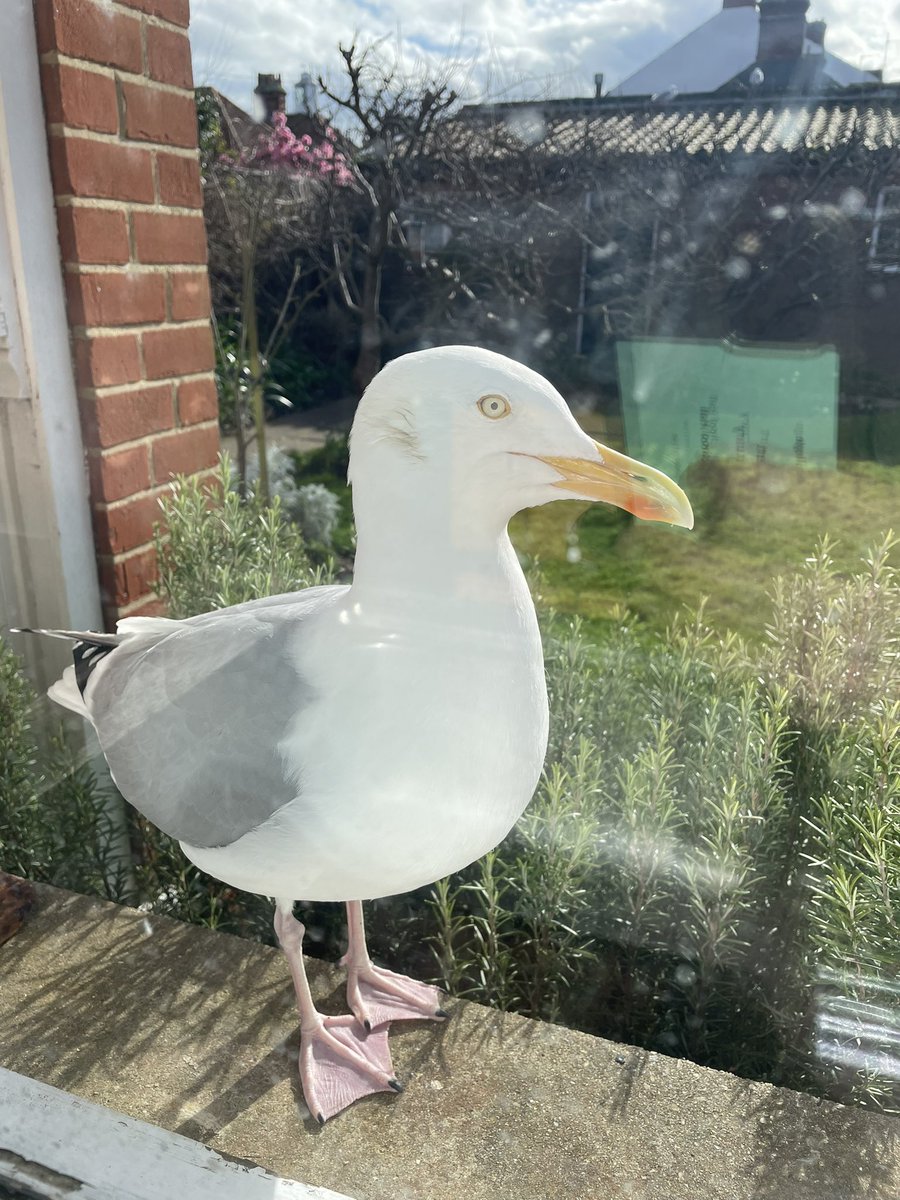 Thought I was being watched today #southwold @durrantsresi