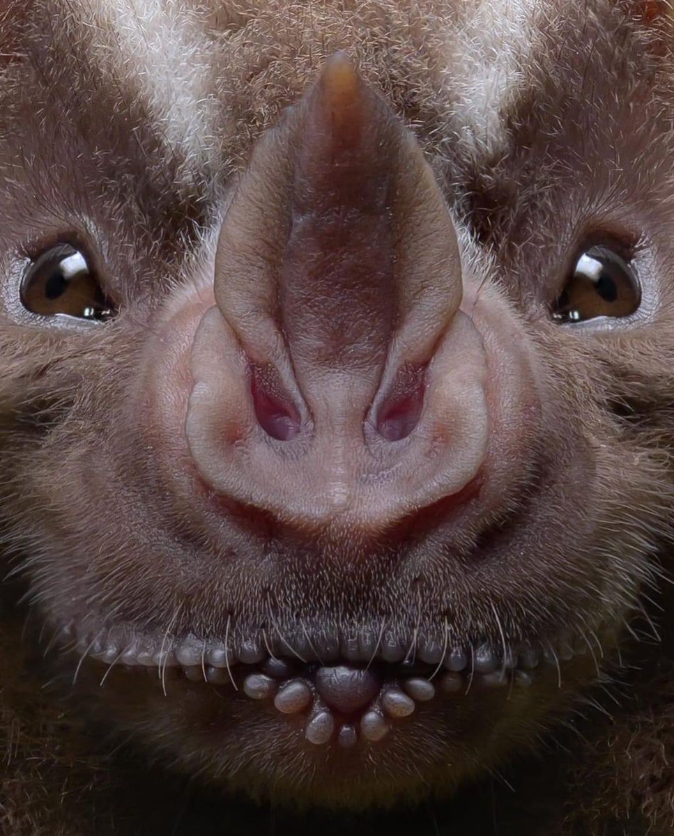 InformaCosmos's tweet photo. El rostro  de un murciélago visto desde cerca. 📸

El murciélago frutero (Artibeus lituratus) tiene una nariz en forma de lanza y se alimenta mayormente de frutas, lo que lo convierte en un importante dispersor de semillas. 

Además, puede consumir néctar, insectos y otras plantas.