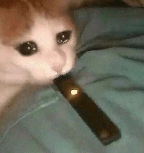 I’m now verified, 

It’s nice to get some recognition, even if I had to pay for it.

Charlie brought me a vape to celebrate, it’s no catnip but man it gives you a buzz.

$crying cat, now with a blue tick.