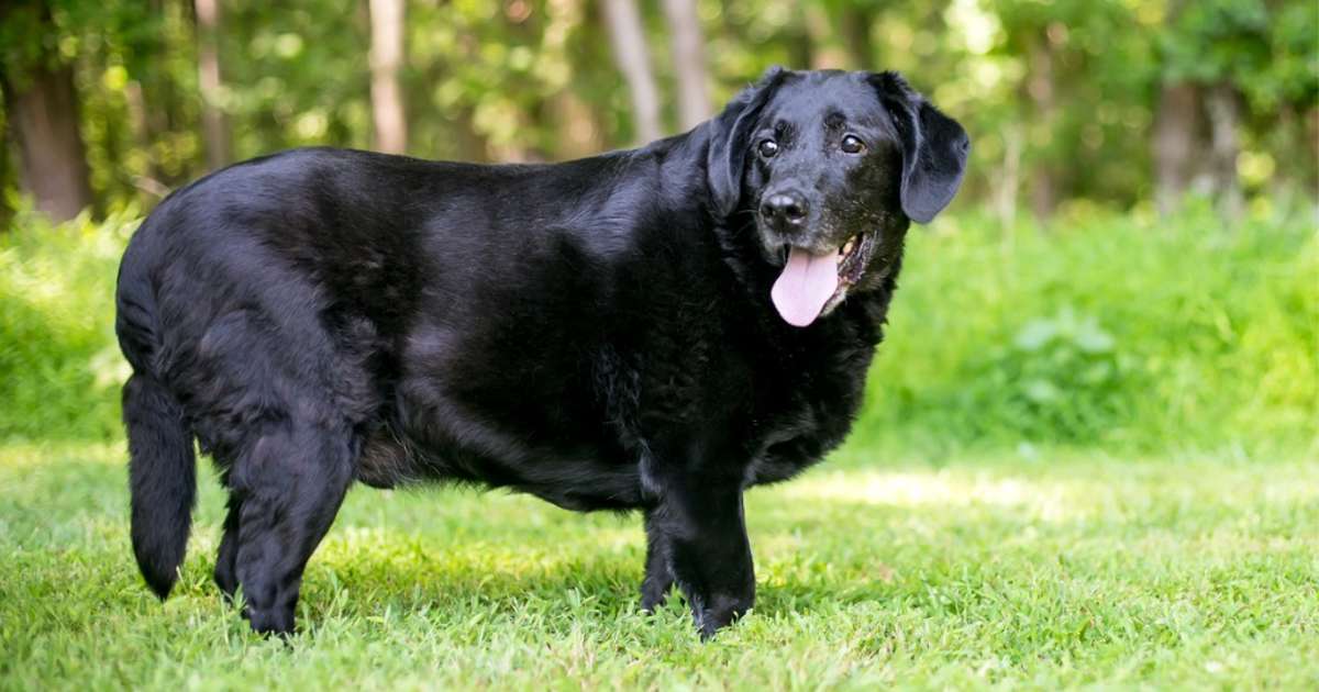 PerfectaLatitud's tweet photo. Esta mutación predispone a la obesidad en ciertas razas de perros https://t.co/n1ZSfxa55Y https://t.co/mgQLVrQAXR