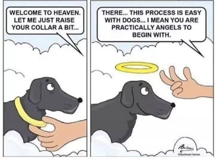 <a href="/TweeetsOfDogs/">Tweets of Dogs</a> Wishing you both, Peace.