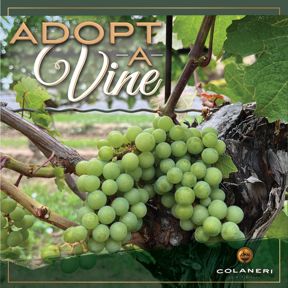 Colaneri Winery tweet media