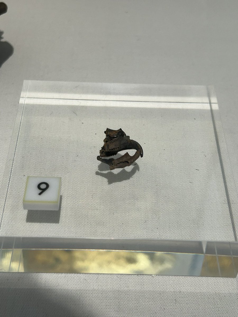 theKTextinction's tweet photo. a lovely trip to the @lapworthmuseum today, featuring two of my favourite things: tiny skulls and tiny slide cabinets! https://t.co/fKbTp7Ct8N