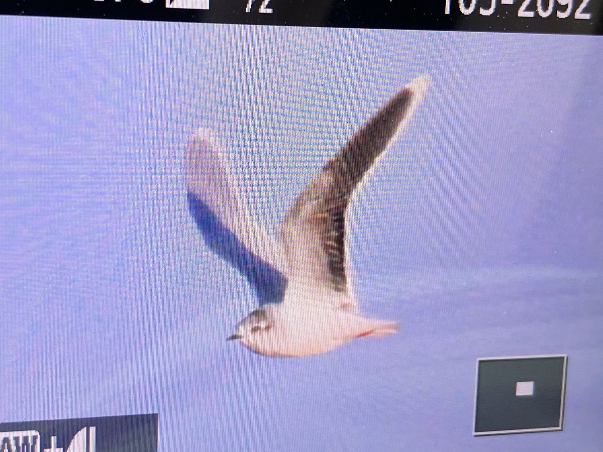 This adult little gull arrived in late this evening at Cahore marsh, Wexford. Beautiful wee things!