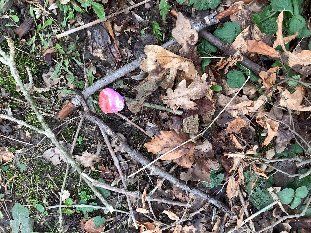 NewMillForest's tweet photo. Today, in our wild space, Year 3 pupils discovered these delicate nests. They were found on the ground, with strange and exotic eggs inside. We are excited for them to hatch this spring. #ForestSchool #OutdoorLearning #Easter #NMJSForestSchool https://t.co/rwZNoxQzsI