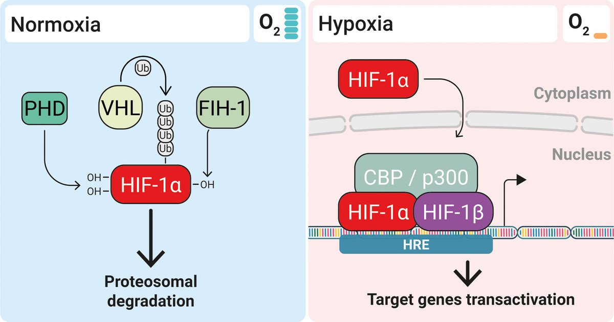 ZHeart11768530's tweet image. 🔴 The Circadian Clock and #Hypoxia ahajrnls.org/43gUZZf #2024Review #openaccess @CircRes 

👉 #Circadian Mechanisms in #Cardiovascular and #Cerebrovascular Disease!

ahajournals.org/doi/10.1161/CI…
#cardiology #CardioEd #CardioTwitter #MedEd #medtwitter #medical