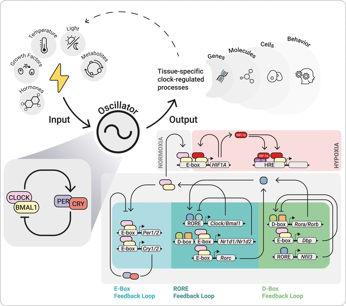 ZHeart11768530's tweet image. 🔴 The Circadian Clock and #Hypoxia ahajrnls.org/43gUZZf #2024Review #openaccess @CircRes 

👉 #Circadian Mechanisms in #Cardiovascular and #Cerebrovascular Disease!

ahajournals.org/doi/10.1161/CI…
#cardiology #CardioEd #CardioTwitter #MedEd #medtwitter #medical