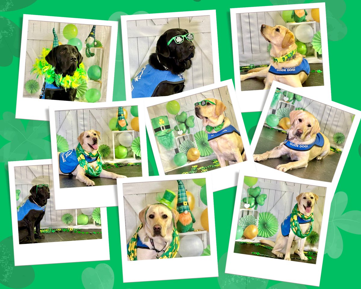 Who needs a pot of gold when you have these adorable pups? 🌈🐾  Happy St. Patrick's Day, friends! 🍀

#StPatricksDay #HappyStPatricksDay #SaintPatricksDay #March17 #LuckOfTheIrish #ShamrockSeason