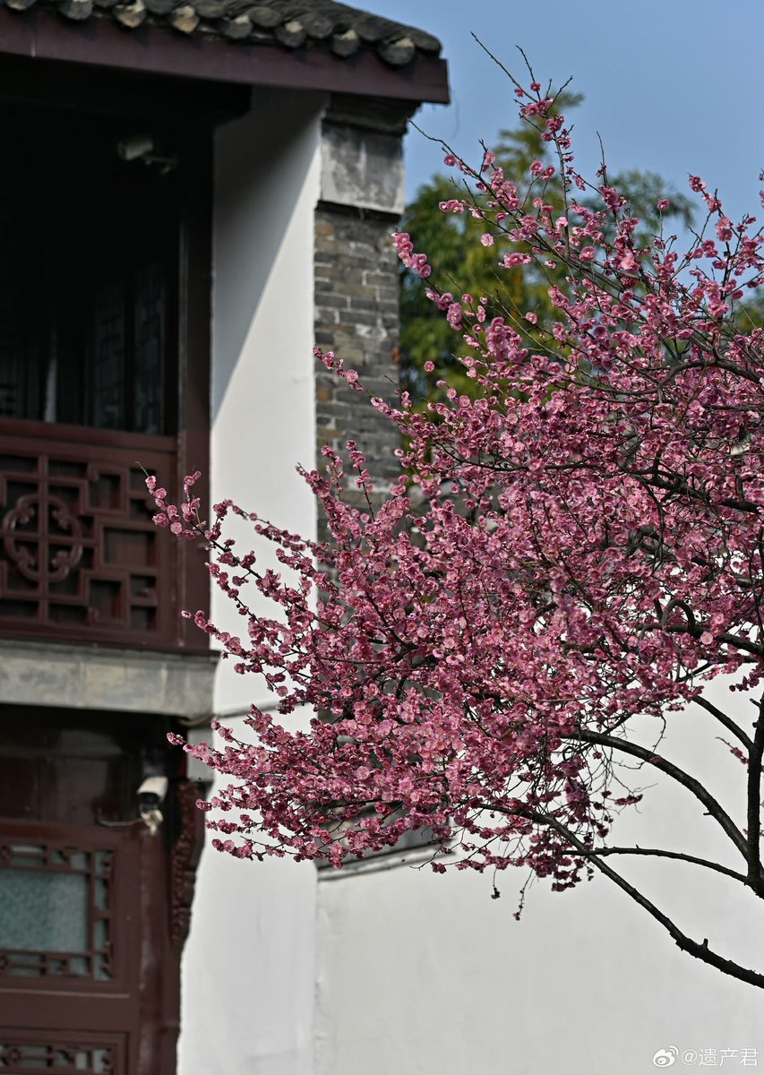 #古建筑与花 

p1 Magnolias at Longhua Temple
p2 Begonia at Zhaozhong temple
p3 Plum Blossoms in He Garden
p4 Camellias in Liu garden 

#flowerphotography #ancientart #chineseart