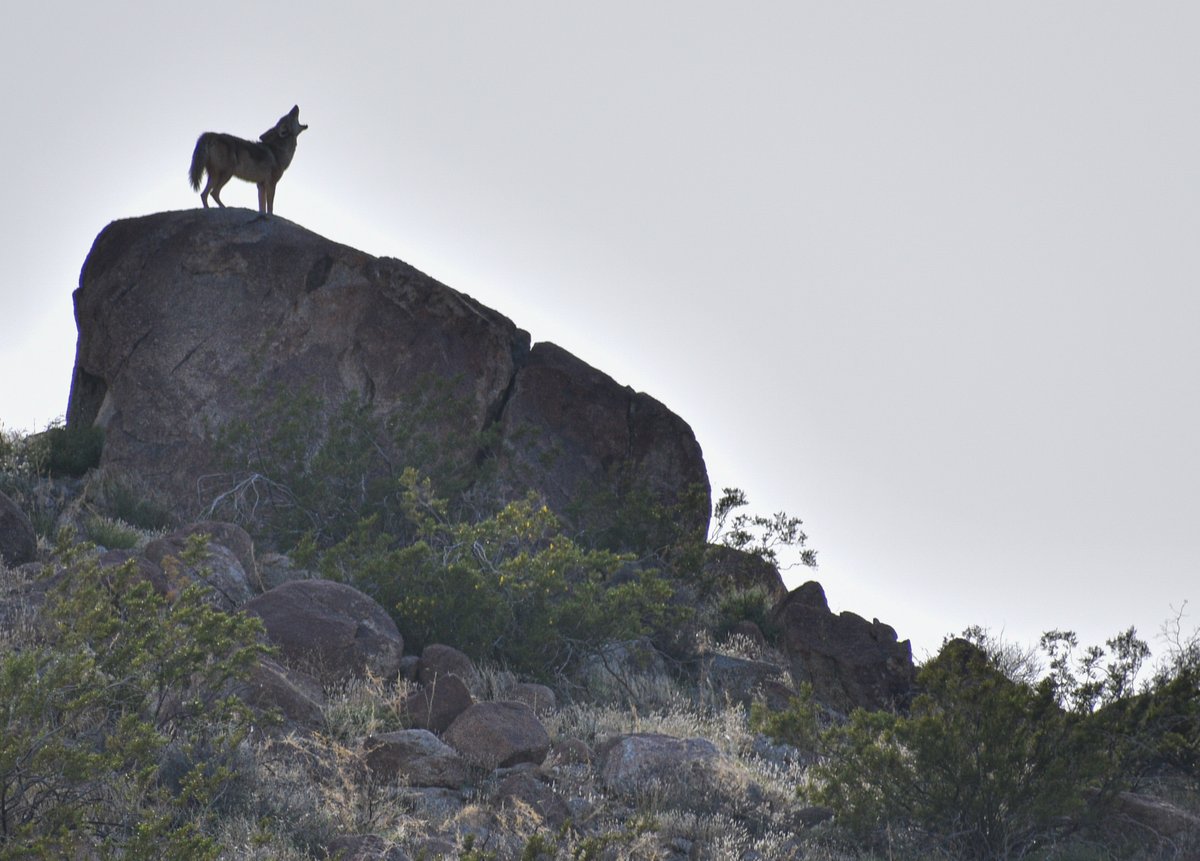 Evolutionary ecologist John Powers @icyjava and a group of colleagues from UC Irvine were here this week to meet on the phylogenomics of schiedea. On one of their brakes they ran into this howling coyote on a rock at the Reserve. John had his camera and took this great shot.
