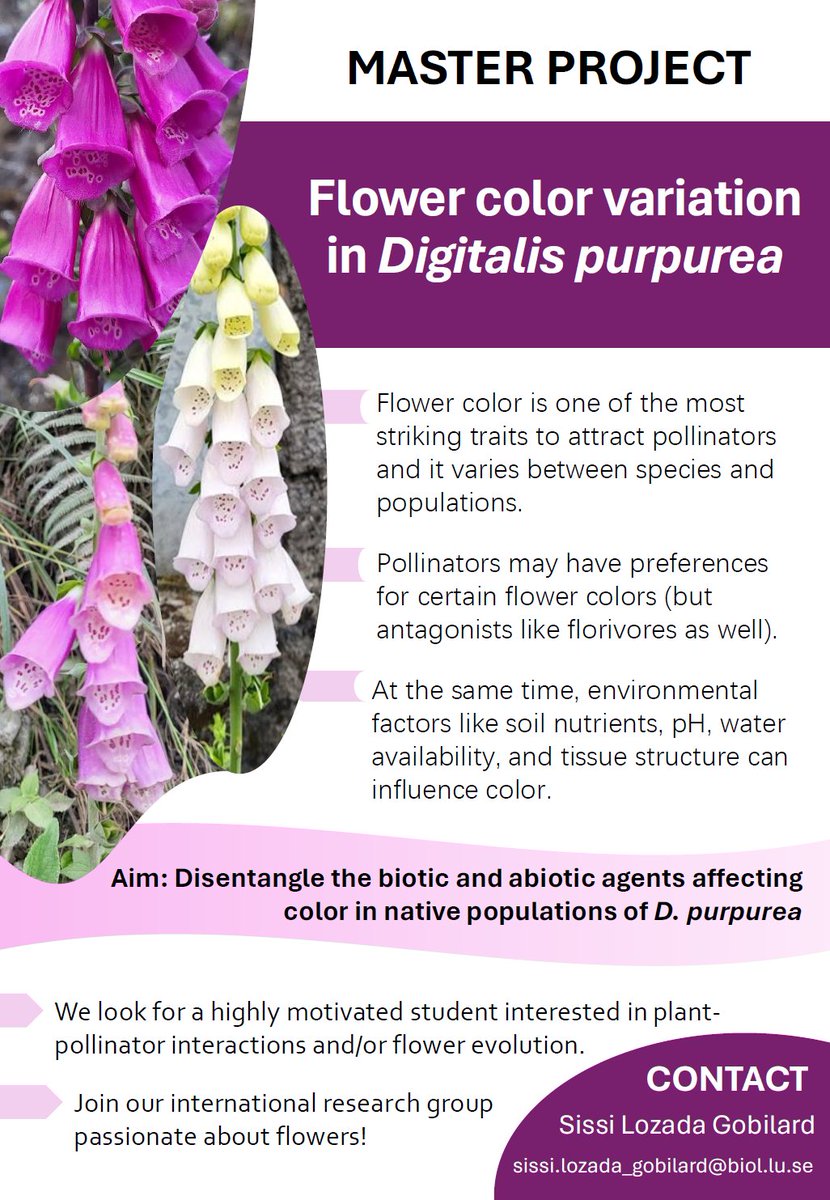 SLozadaGobilard's tweet image. We are looking for a master student interested in flower color variation in #foxglove #Digitalis_purpurea @lunduniversity with @oysteinopedal 
Come and join our flower group 🌺🌸🪻🌼🐝🐝!