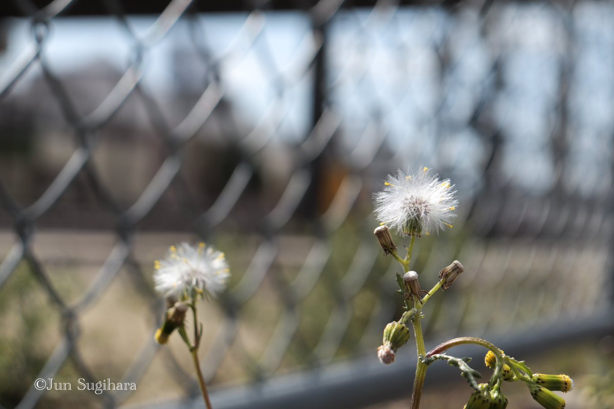 sugihara_1979's tweet photo. フェンス/fence
2024/03/13 near Tsuchiura Station (Joban Line)
#ファインダー越しの私の世界ㅤ #ファインダー越しの私の風景 #キリトリセカイ #写真で伝えたい私の世界
#フェンス #fence #常磐線 #jobanline #雑草 #weed #列車 #train https://t.co/KKd78AEGRv