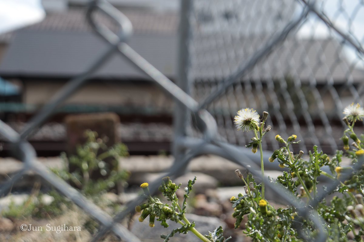 sugihara_1979's tweet photo. フェンス/fence
2024/03/13 near Tsuchiura Station (Joban Line)
#ファインダー越しの私の世界ㅤ #ファインダー越しの私の風景 #キリトリセカイ #写真で伝えたい私の世界
#フェンス #fence #常磐線 #jobanline #雑草 #weed #列車 #train https://t.co/KKd78AEGRv