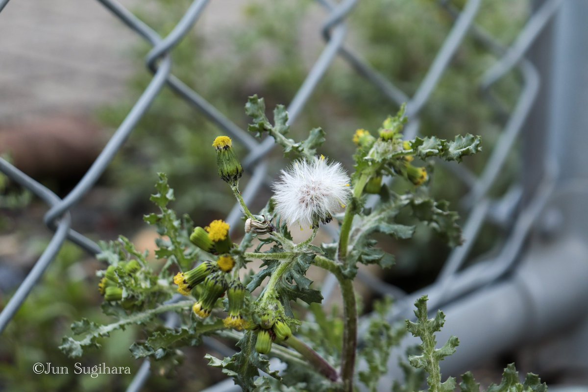 sugihara_1979's tweet photo. フェンス/fence
2024/03/13 near Tsuchiura Station (Joban Line)
#ファインダー越しの私の世界ㅤ #ファインダー越しの私の風景 #キリトリセカイ #写真で伝えたい私の世界
#フェンス #fence #常磐線 #jobanline #雑草 #weed #列車 #train https://t.co/KKd78AEGRv