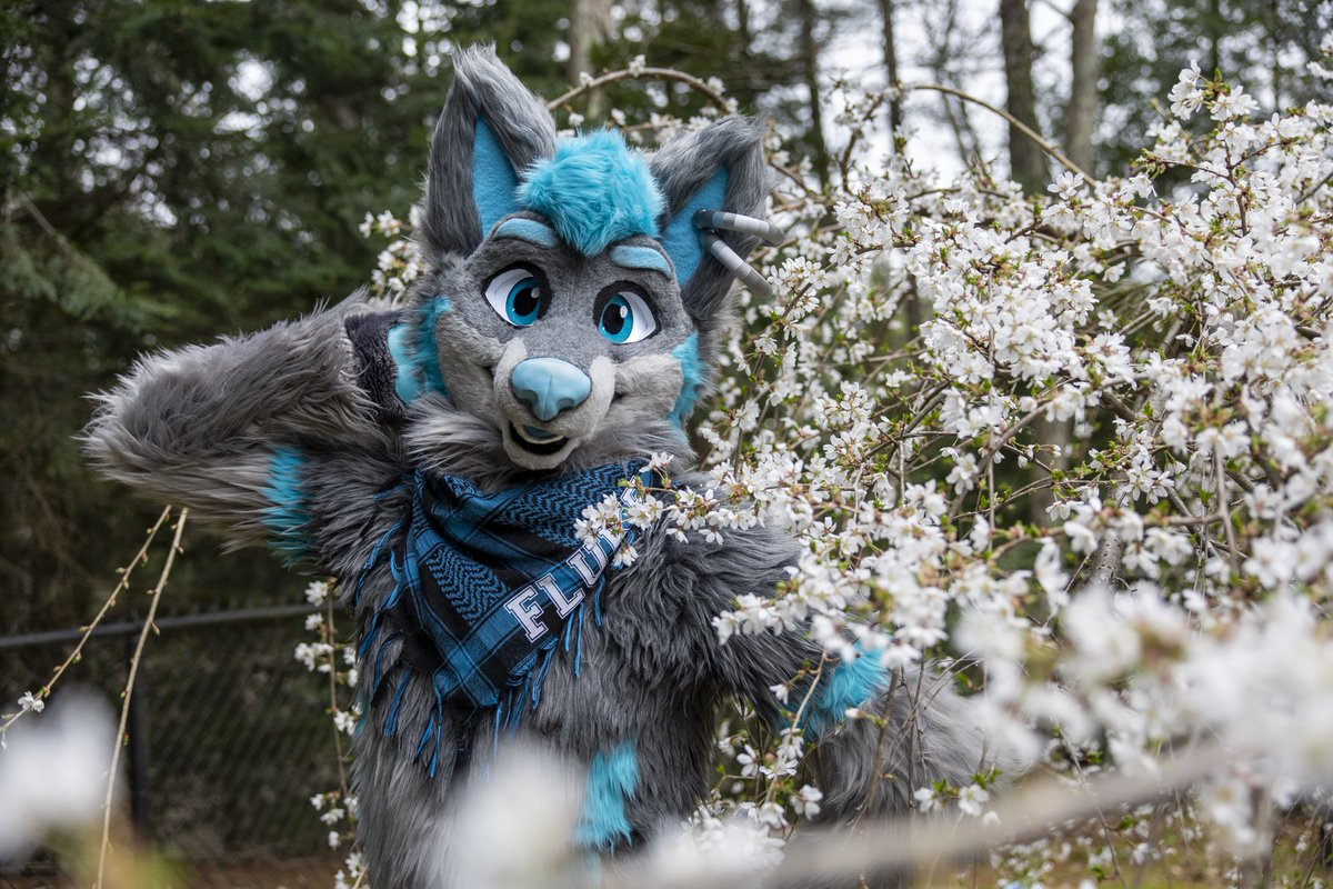 🌸 Blossoming wolf! 🌸 #FursuitFriday 📸: @KotaHusky