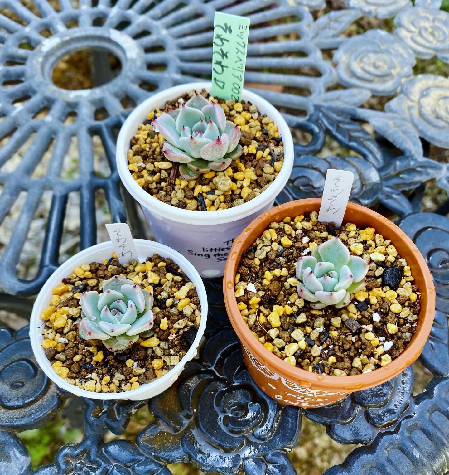 ミックスベリア 002 そわそわ そわそわおらいさん苗ミックスベリア