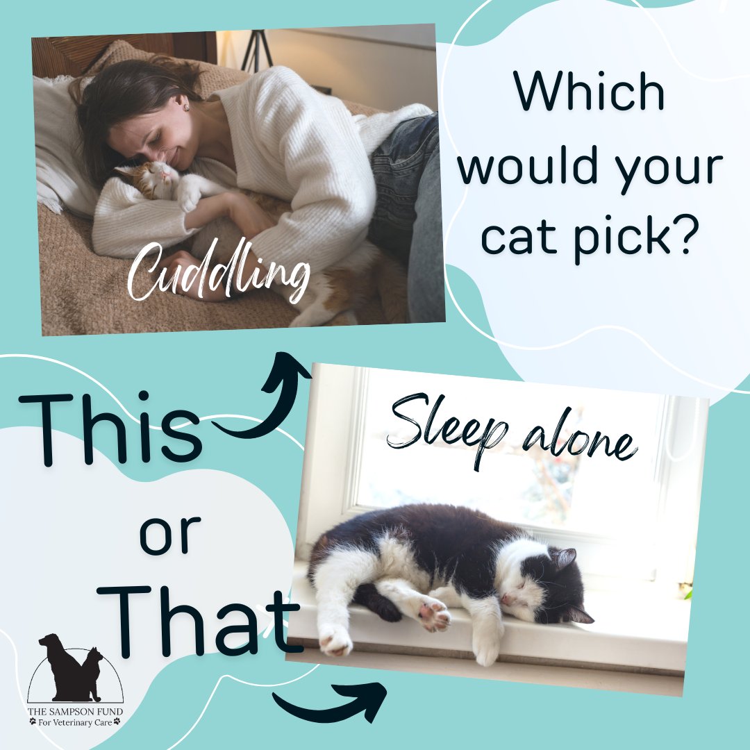 🌟 Happy Friday!🌟

Let's kick off the weekend with some relaxation! Does your cat prefer to cuddle up with a person to sleep, or do they prefer snoozing solo? 🐱💤

#catsarefamily #capecod #capecodandtheislands #OrleansMA #hyannisMA #petsofinstagram #catlady #catsofcapecod