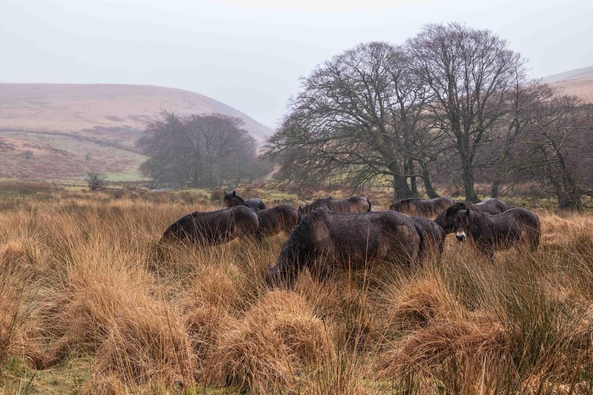 Whether it’s marshy Bog or prickly snack, Exmoor ponies have it covered - @ExmoorPonyClub @ExmoorNP @visitexmoor @exmoor4all #Exmoor #nativebreed