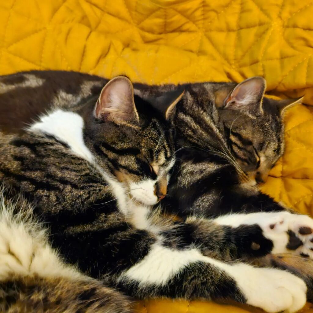 Brotherly snoozes #Tom #Wilf
  #tabbycatworlddomination #tabbycat #tabbycatsofinstagram #tabby #catstagram #morningmoggy #catscatscats #catsofinstagram #cats #catsofworld