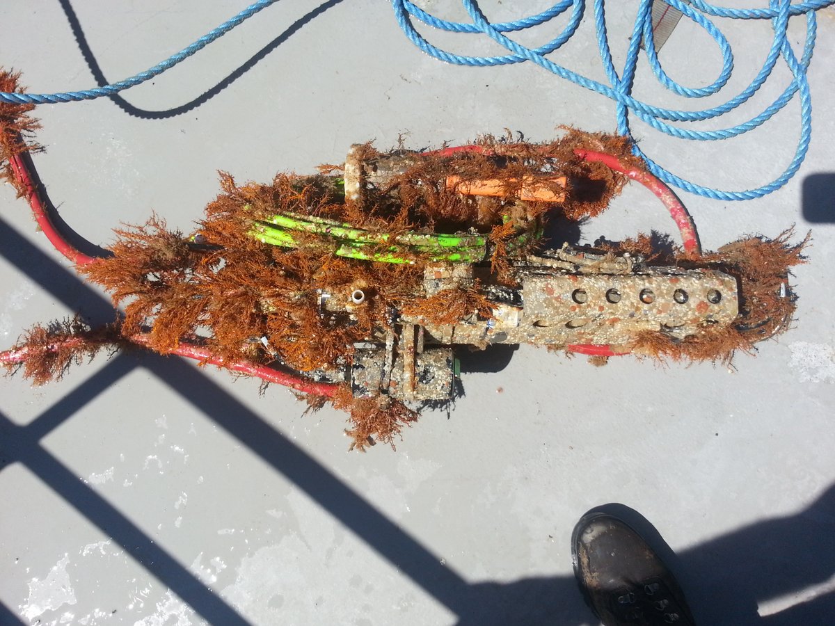 Ocean_Networks's tweet image. 1/🧵A challenge we face in #OceanMonitoring is #biofouling. Lifeforms accumulate on+in sensors which  interferes w/ #data collection. ONC engineers have developed solutions to this challenge for different devices like the #CTD Super Pump.

Live dives 👉bit.ly/ONCabyssSpr24