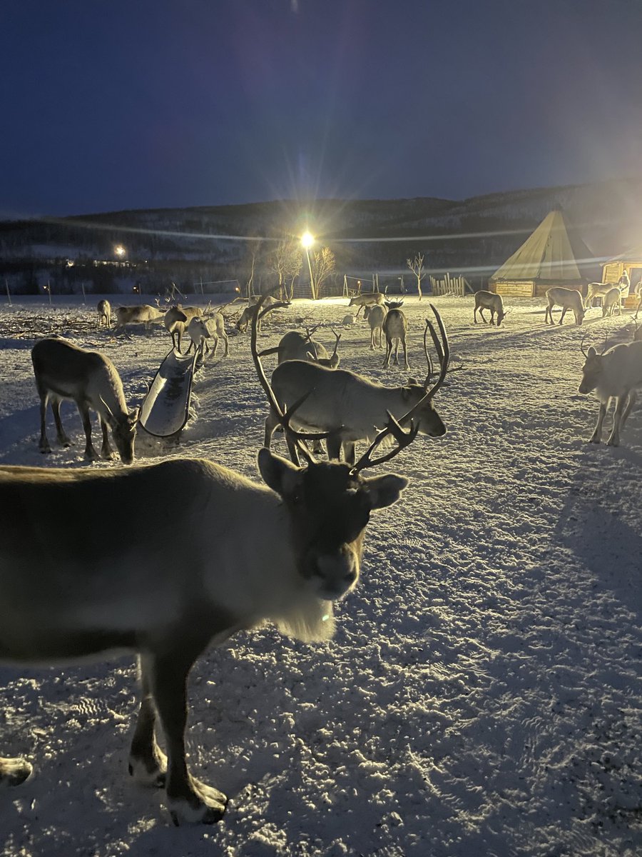 Why yes, we hand fed reindeer tonight ❤️