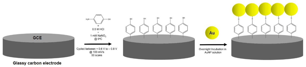 KermanLabUTSC's tweet image. Au Nanoparticles on 4-Thiophenol-Electrodeposited Carbon Surfaces for the Simultaneous Detection of 8-Hydroxyguanine and Guanine, Soltani et al., Chemosensors 2023, 11(6), 326 👏😊 mdpi.com/2324736 #mdpichemosensors via @chemosens_MDPI
