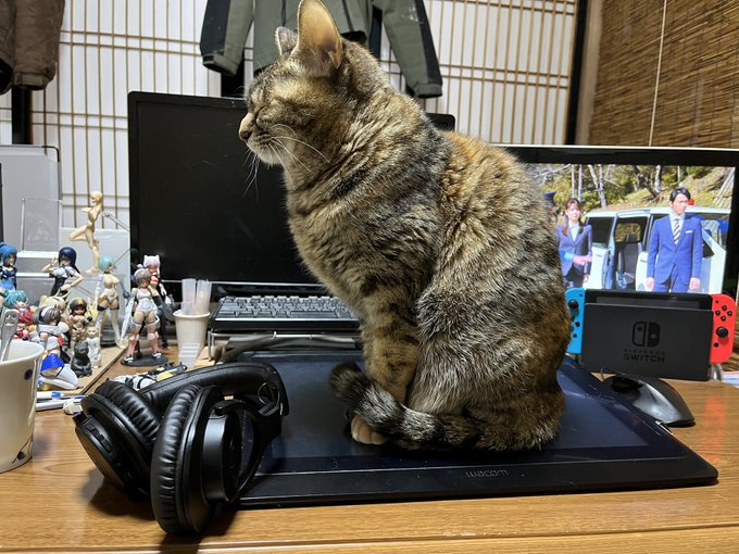 PC復旧するまでうちの猫ちゃんの写真置いとくわ 