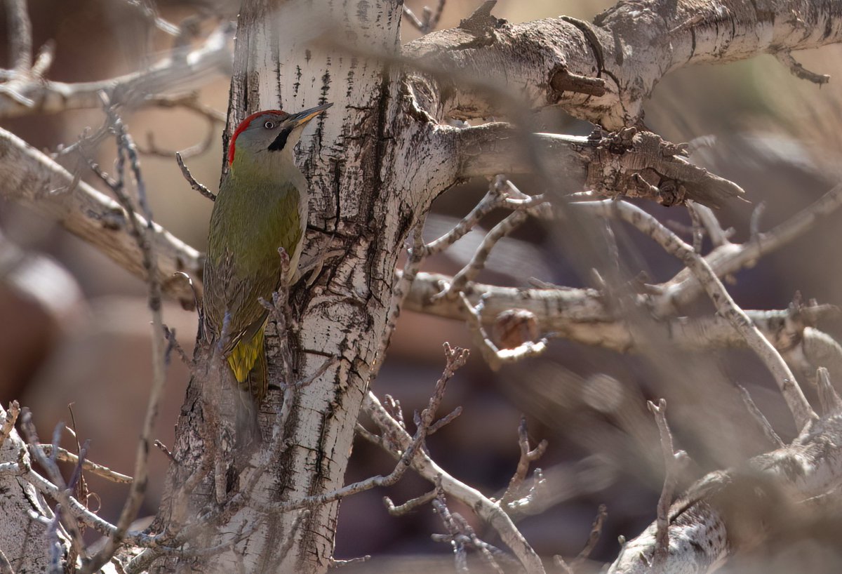 GriffinWildlife tweet picture