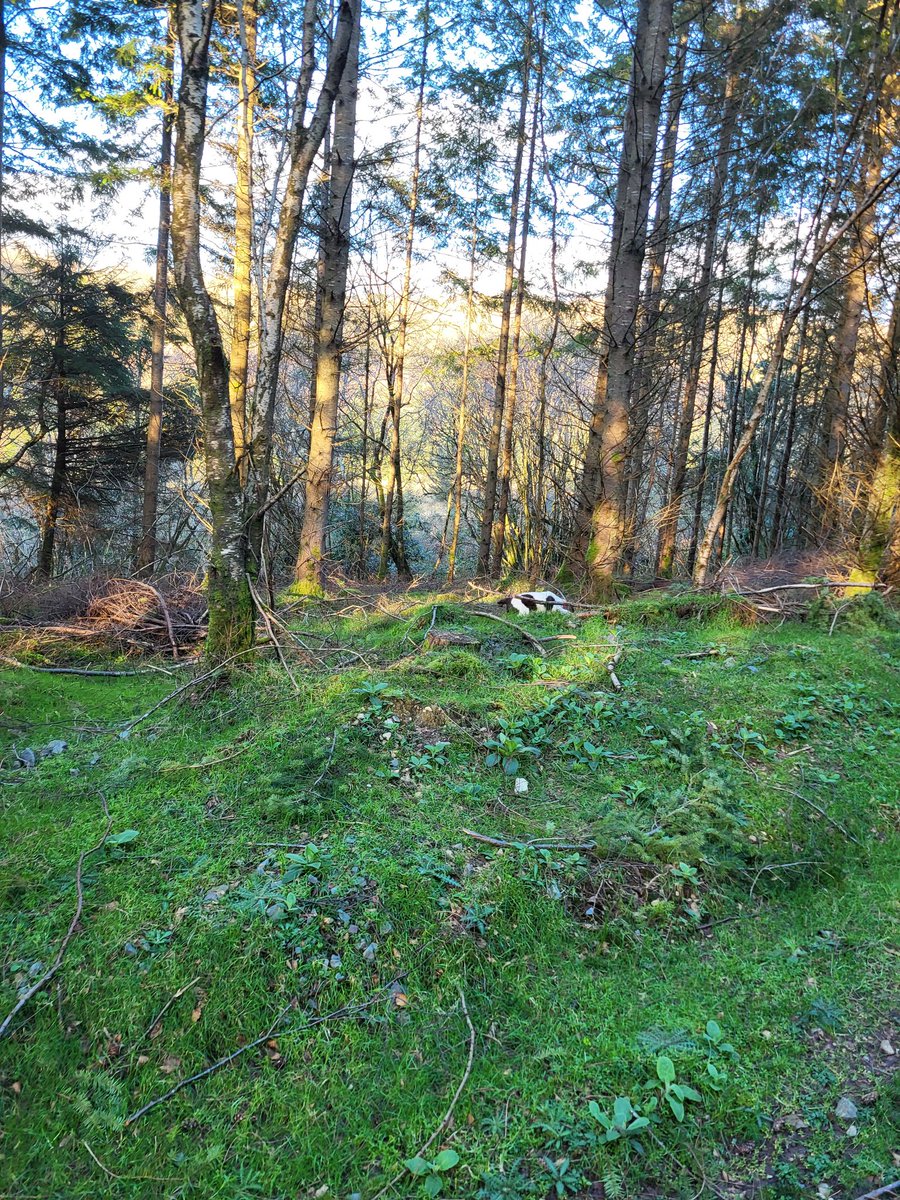 AdorableSpring1's tweet photo. We are playing hide and seek. Can you see us? #BeMoreSpaniel #DogsOfTwitter #DogsofX https://t.co/sxKLTxzg3K