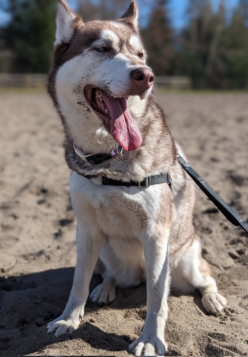 Failwhip's tweet photo. Post stream dog Park fun to enjoy the sunshine while it's here. These two are definitely still in their winter coats, melting and it's only 50f out https://t.co/P0K6zJUolH