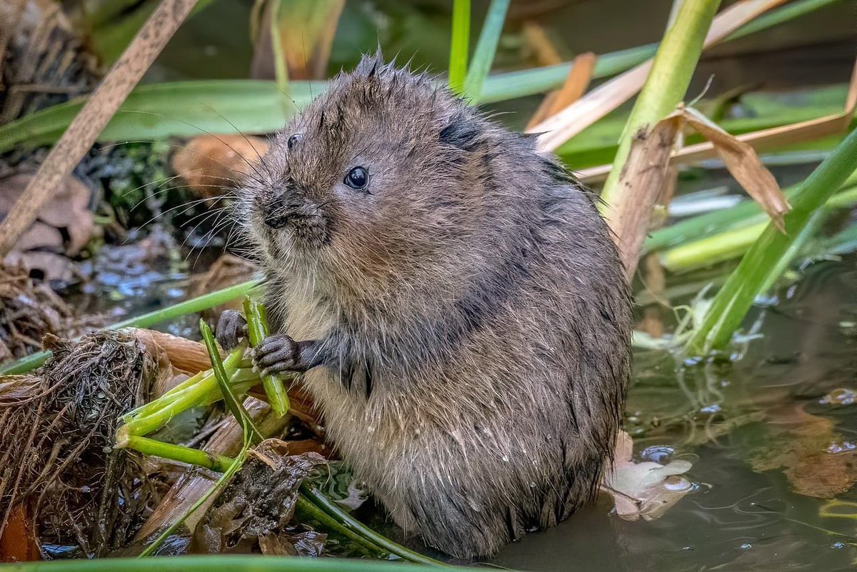The Government is allocating  25million for restoration of critical habitats for threatened species like water vole. Meanwhile at Betteshanger the planning system allows a luxury hotel to be built in the middle of water vole habitat.