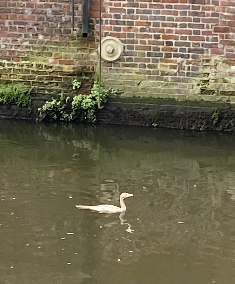 The White Cormorant on the River Wensum in the centre of Norwich 😎