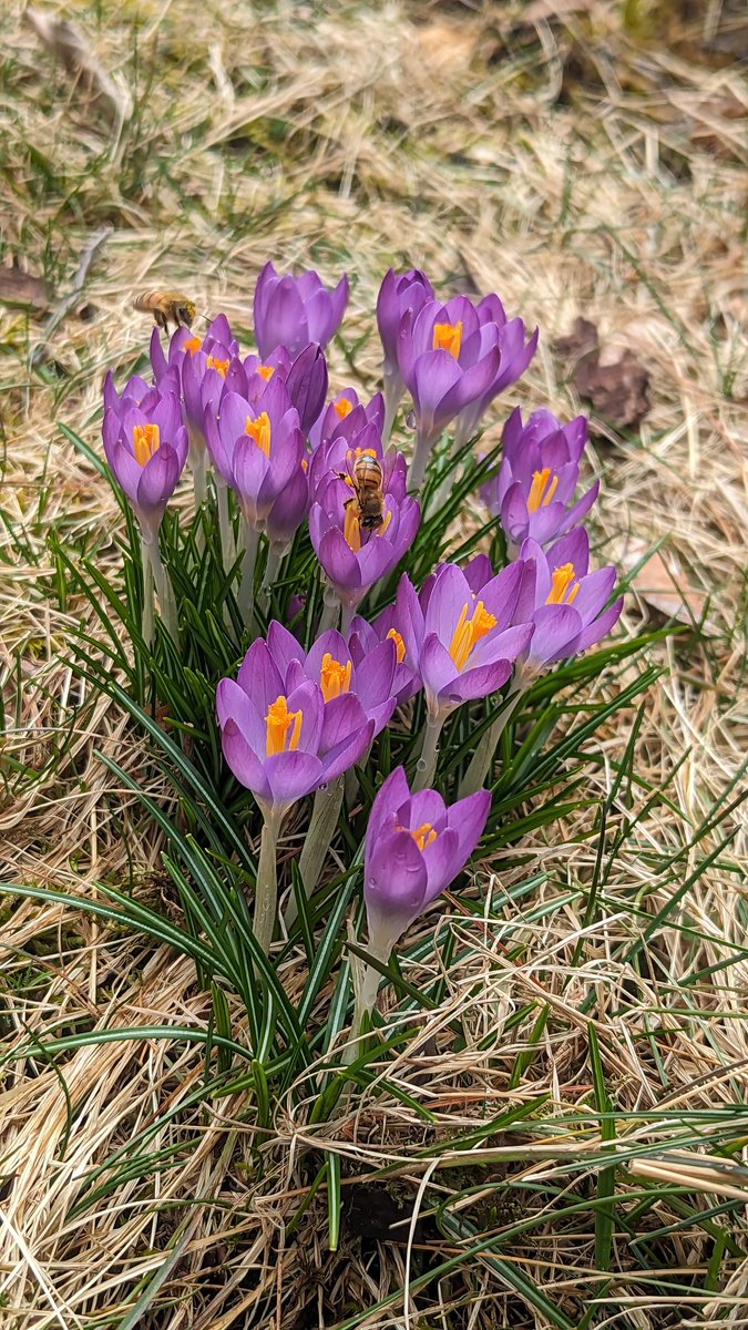 #bees #crocus