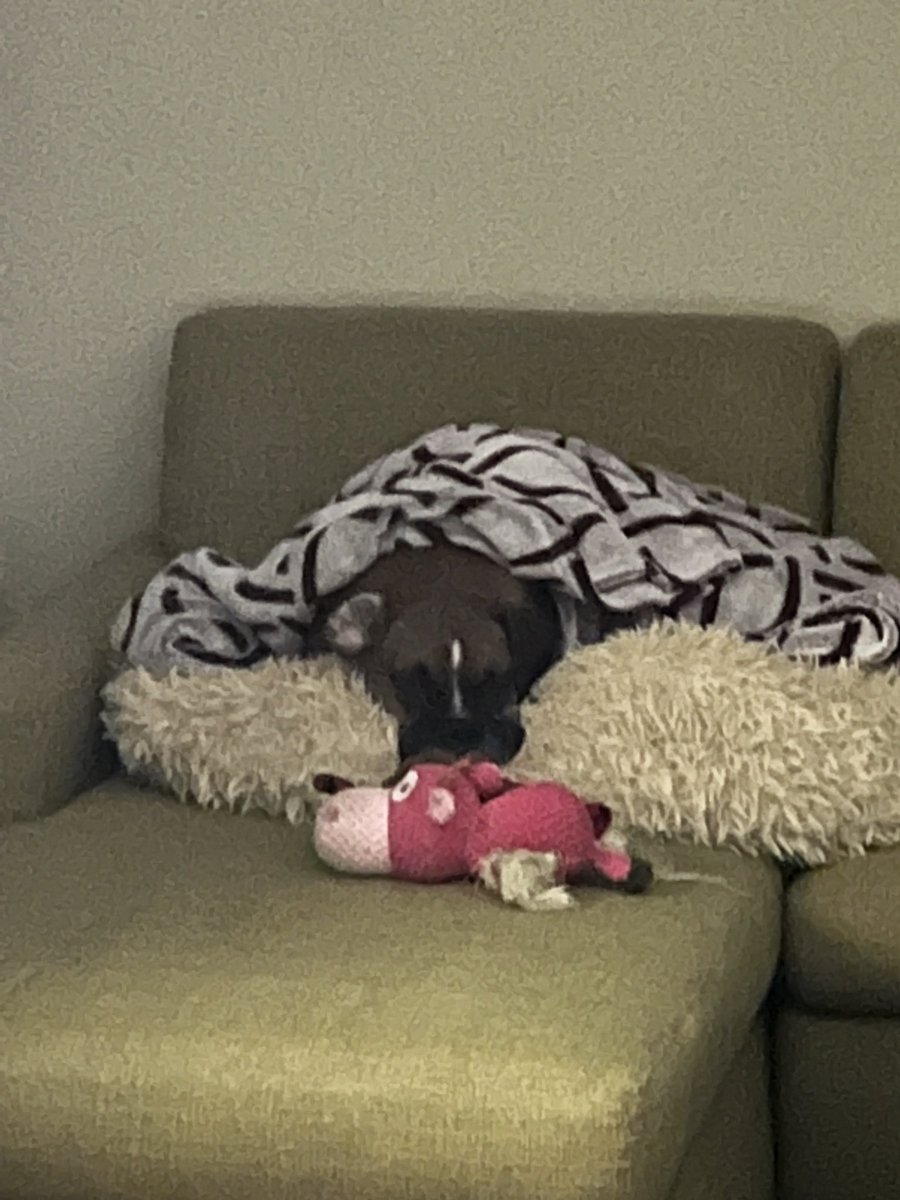 brianmc_arch's tweet photo. @StacieMazzotta @dogcelebration @bluezed2003 @boxer_sacha Our pups LOVE these beds!!!
#QueenRubyMae #DickMilo https://t.co/1MOot8dFq0