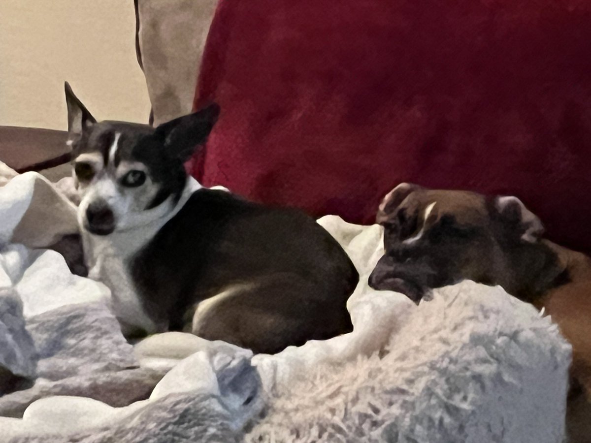 brianmc_arch's tweet photo. @StacieMazzotta @dogcelebration @bluezed2003 @boxer_sacha Our pups LOVE these beds!!!
#QueenRubyMae #DickMilo https://t.co/1MOot8dFq0