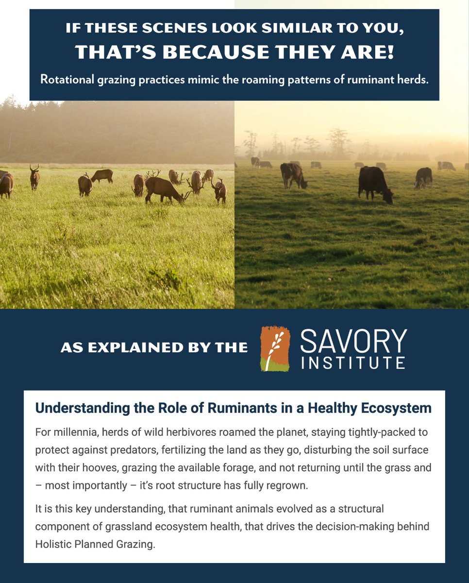 Rotational grazing mimics nature's use of ruminant animals in the carbon cycle. Just as Roosevelt Elk roam and forage in grasslands, #rotationalgrazing "roams" cattle to fresh pasture, finding a balance between the needs of the #cows and the needs of the pasture. @savoryinstitute