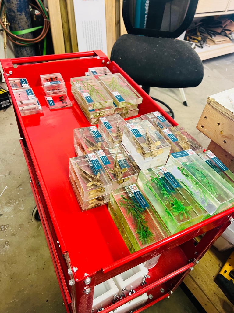 Discover the stunning detail in these resin casts! Crafted for <a href="/USACEHQ/">USACE HQ</a>'s. These lifelike replicas aid in public awareness and identification. Featuring Atomic Carrot's double-sided stickers for easy recognition. Thanks to @mimakiusa printer and @general_formulations vinyl!