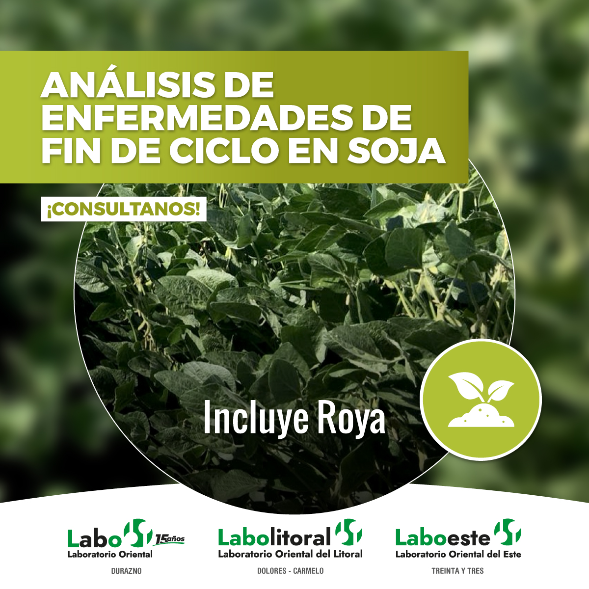 🌿 Análisis de enfermedades de fin de ciclo de Soja.
| INCLUYE ROYA |

CONSULTAS GENERALES
+598 97 730 755 (llamada o whatsapp)