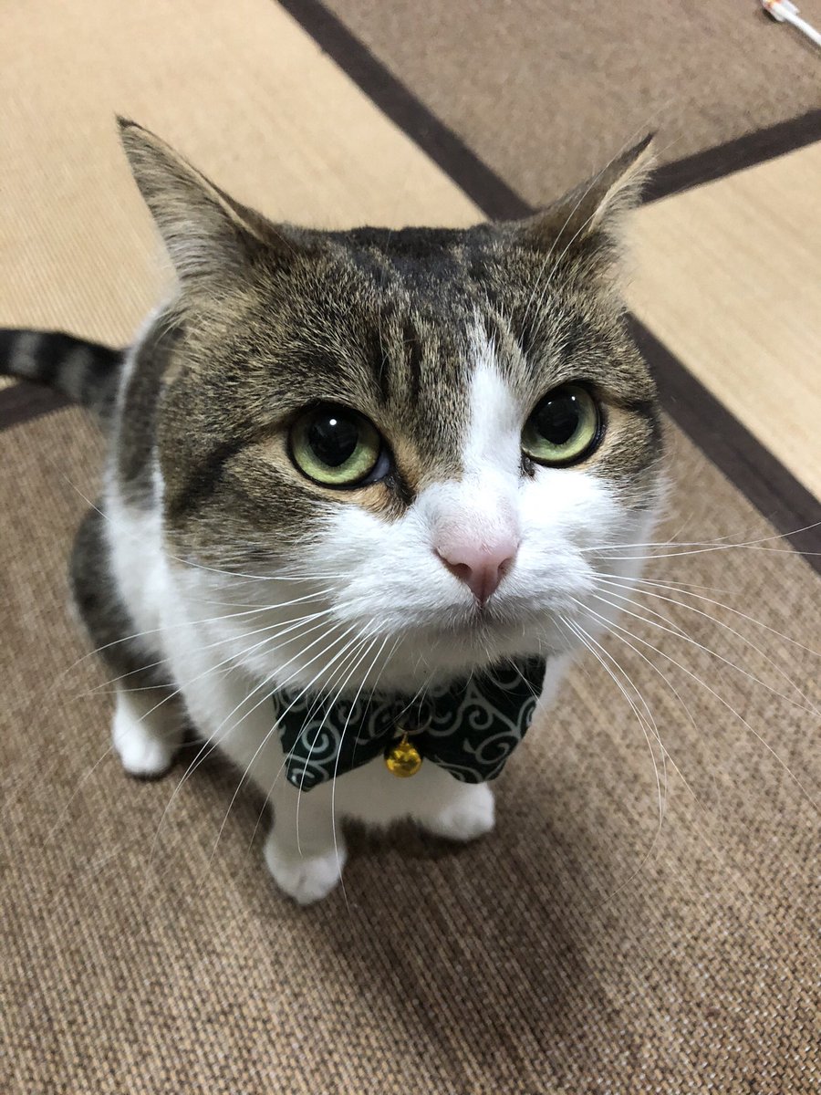 #お前らたまにはアイコンらしいこと言えよ
何もしたくありません
No hace nada😹