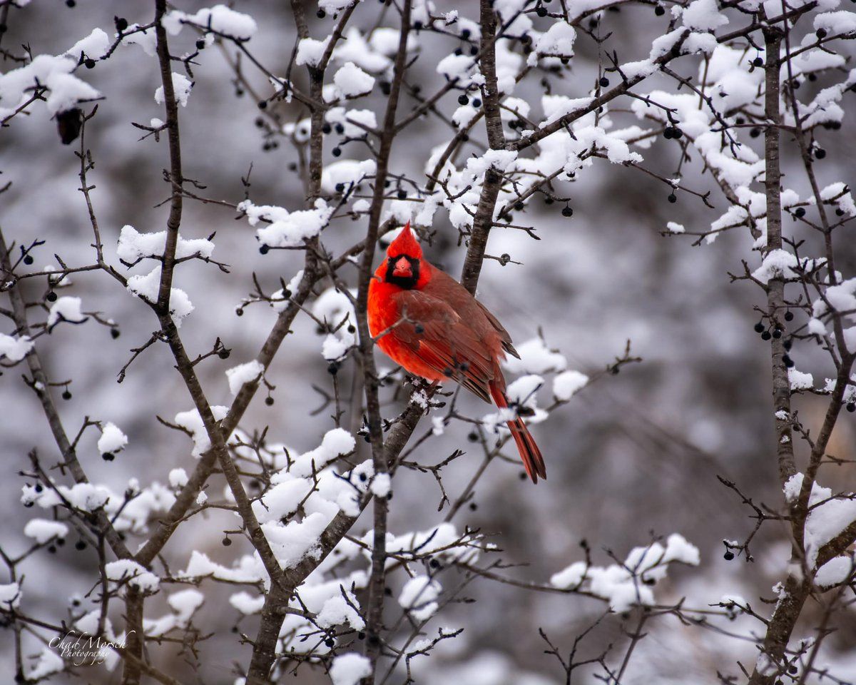 Scenes of the Wild tweet media