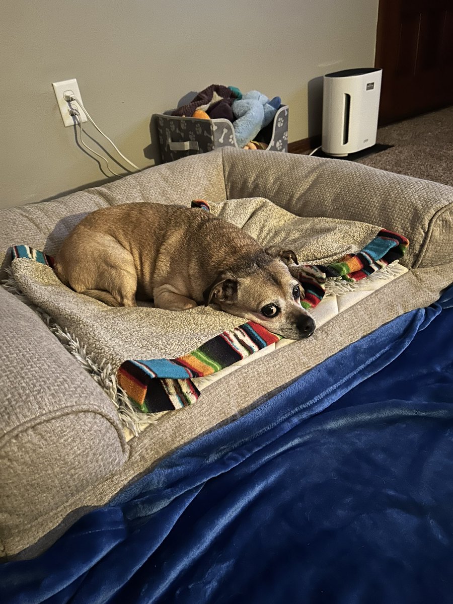 RandaD21's tweet image. #Puggles #MyMainMan