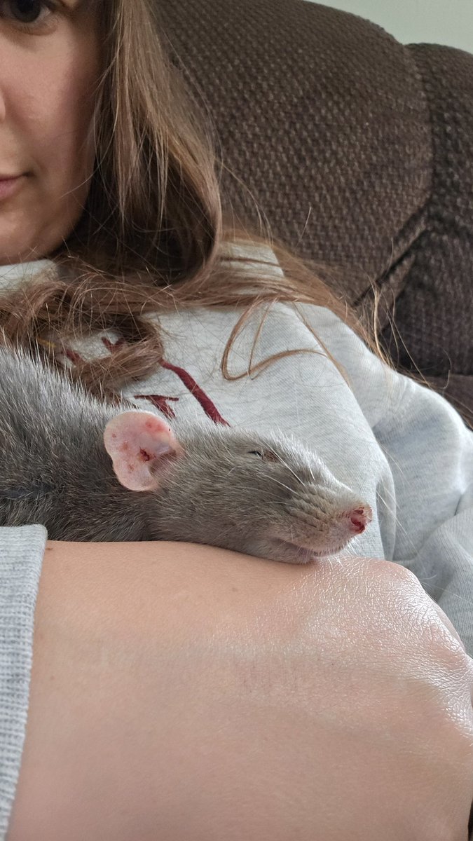 Staci Dreyer-Larson Ph.D. 🐀 tweet media