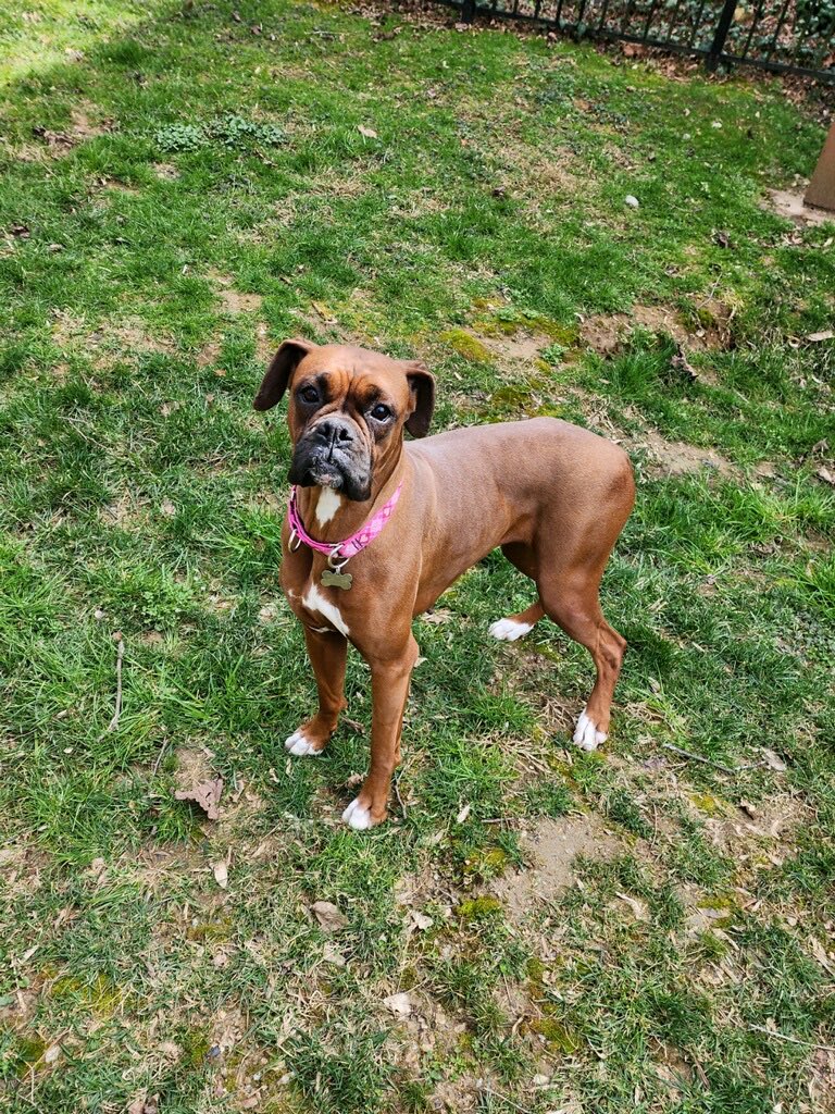 Rosie is 2. She needs another dog to give her confidence. And to learn all people are not bad. That only millers are. She is fostered in the Malvern, PA area. Rosie is fully vetted and ready for a home of her own. #philadelphia #boxerdogs #adoptables #saynotopuppymills #rescuedog