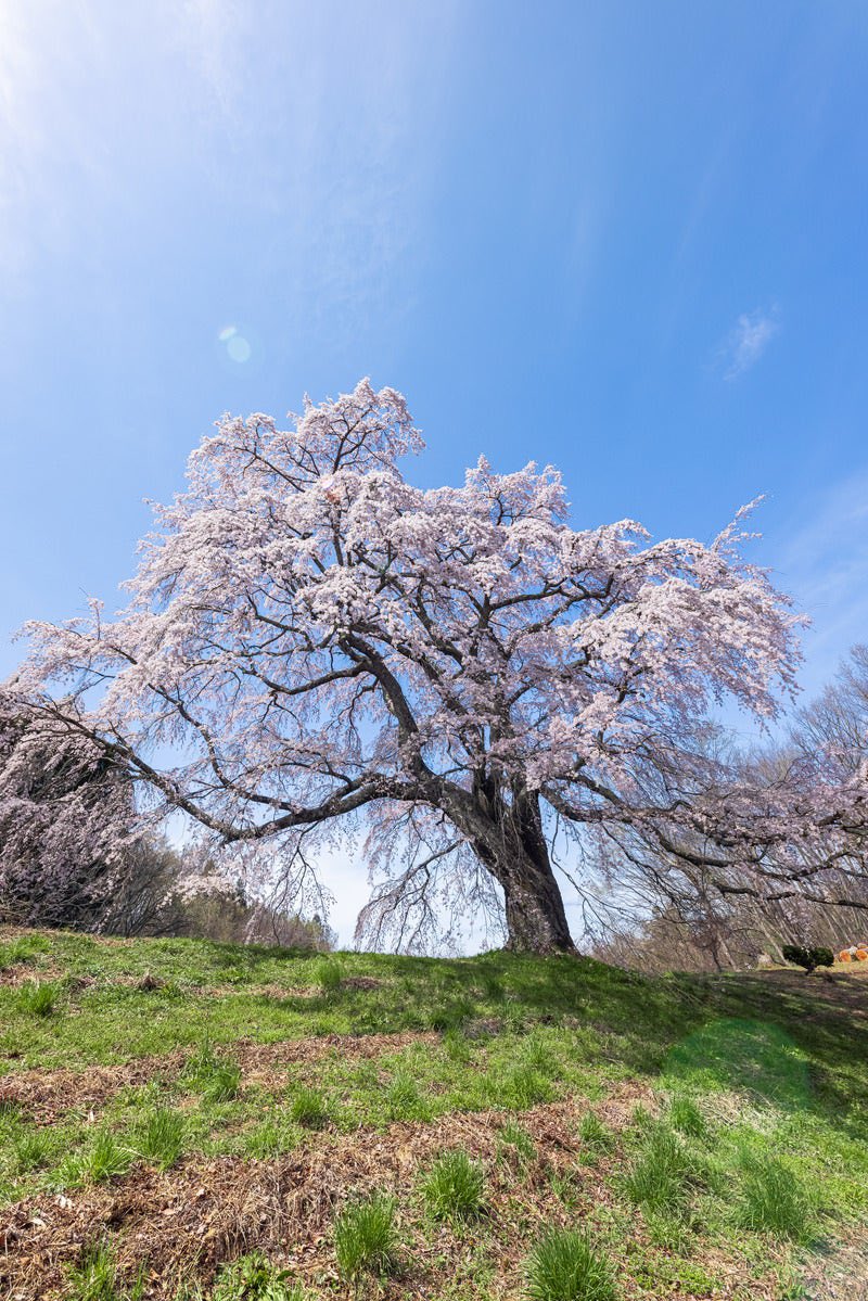「指切り拳万の桜」

春は長閑に陽を注ぎ
君はピンクの
桜色
恋に目覚めの
囁きが
未だに残るラブコール

桜の花の樹の下で
いつも一緒と
誓った日
指切り拳万
ほのぼのと
桜の花は見つめてた

春は幾度も移ろいて
桜の花も
咲いて散り
指切り拳万も
春霞
今ごろ君は何処で咲く

＃詩紺碧
＃フリー画像