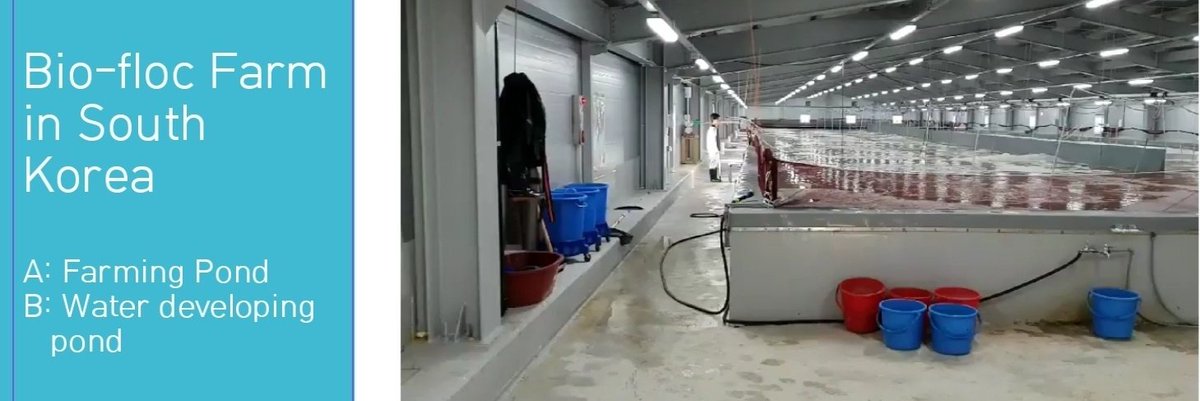 Bio-floc Farm.
Shrimp faming by Oxy Master.