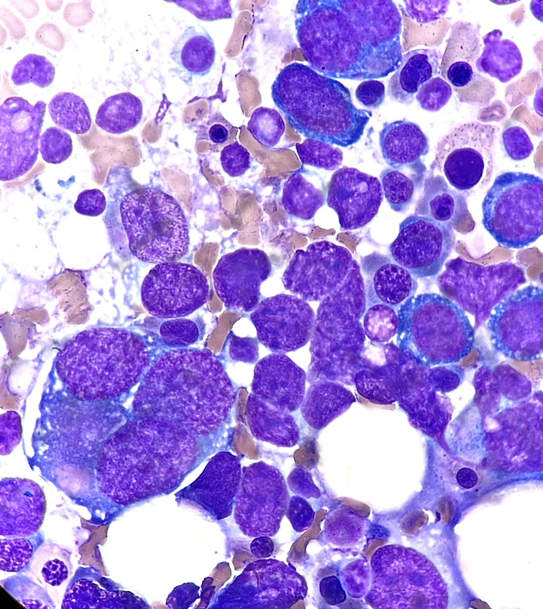 Nana Matsumoto, DO tweet media