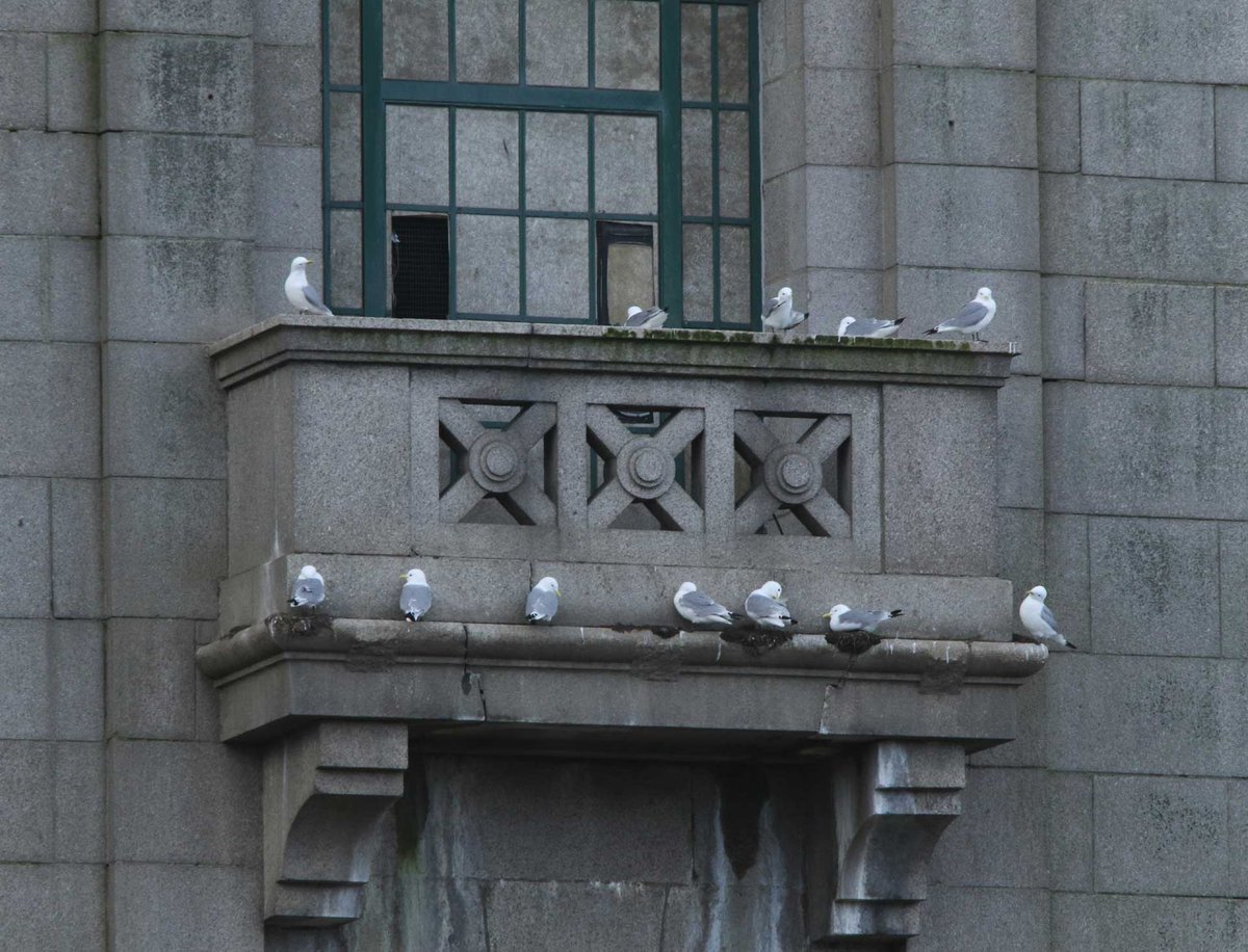 Fri, 15 March 2024. During a survey today (11:06 to 14:56 GMT) at the Tyne Bridge a min. of 266 kittiwakes were recorded on this engineering structure. Close by, on other structures at Newcastle and on the river, a further 83 were recorded. The Geordie Kittiwakes keep on coming!