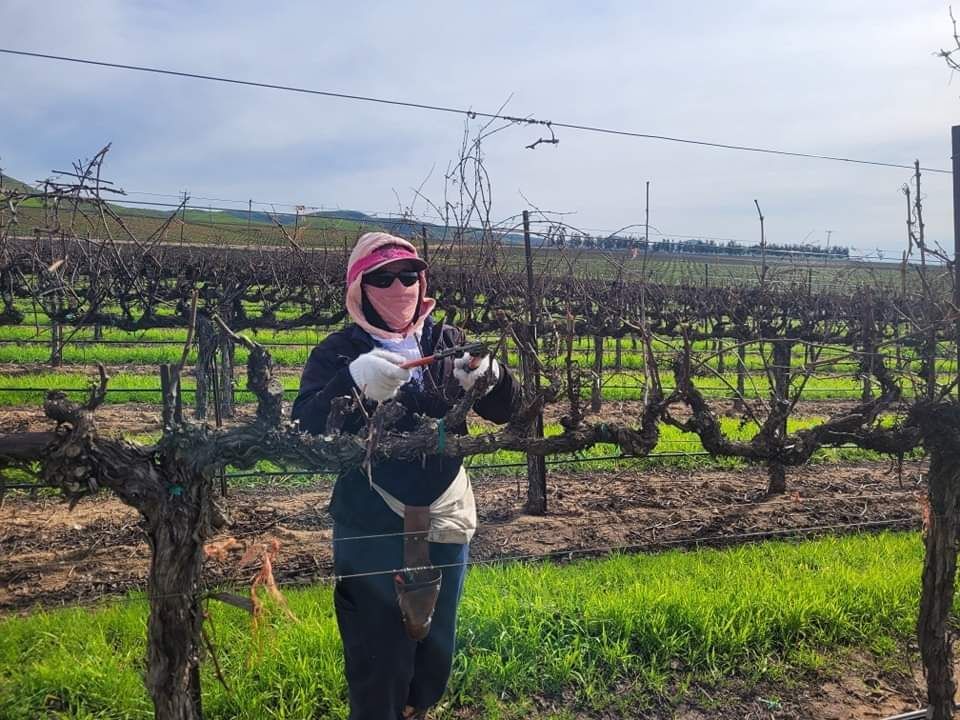 Rosa is a farm worker from San Lucas CA. She has been a farm worker for 23 years and is thankful her UFW contract at @ScheidVineyards provides her with the opportunity to work year round. Having job security is important to her and her family. #WeFeedYou #UnionForAll