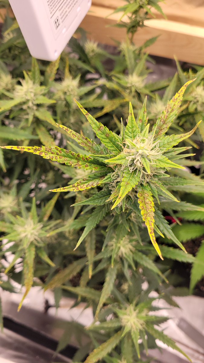 DonKeedik14's tweet photo. So I don't think it's from deficiency. I think it's from lockout. Trying to correct it but it got out of control fast. First coco grow. Auto 3 weeks in to flower. Is there any saving this plant? Should I just cut my losses and move on? https://t.co/2VgyCo4TmT