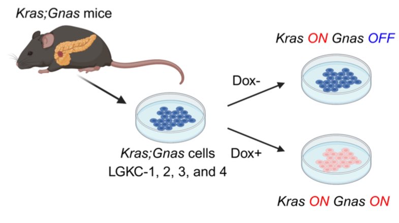 Anirban Maitra (@aiims1742) on Twitter photo Friday evening preprint by <a href="/FredrikThege/">Fredrik Thege</a> & colleagues <a href="/MDAndersonNews/">MD Anderson Cancer Center</a>:
Metabolic Reprogramming by Mutant GNAS Creates an Actionable Dependency in Intraductal Papillary Mucinous Neoplasms of the Pancreas
biorxiv.org/content/10.110โฆ
Using multiple orthogonal approaches (genome wide Friday evening preprint by <a href="/FredrikThege/">Fredrik Thege</a> & colleagues <a href="/MDAndersonNews/">MD Anderson Cancer Center</a>:
Metabolic Reprogramming by Mutant GNAS Creates an Actionable Dependency in Intraductal Papillary Mucinous Neoplasms of the Pancreas
biorxiv.org/content/10.110โฆ
Using multiple orthogonal approaches (genome wide